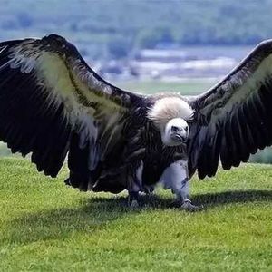 世界杯赛前祝福：愿潘帕斯雄鹰高飞，愿克罗地亚白鹳的爱情永存