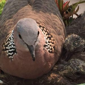 鸟儿问答｜阳台遇到鸟儿筑巢的正确打开方式