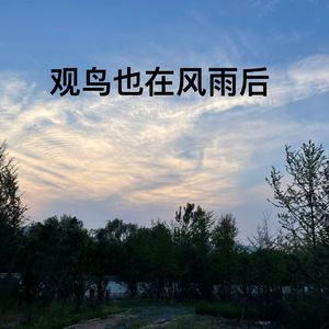 观鸟也在风雨后