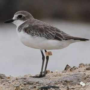 观鸟小百科：鸟类的环志