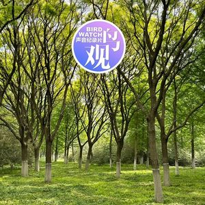 假期前观鸟：山噪鹛刨地忙 | 黄眉柳莺鸣唱