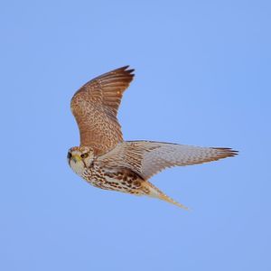 猎隼——卡塔尔的国鸟,世界杯宣传片的第一镜,愿你永远自由飞翔