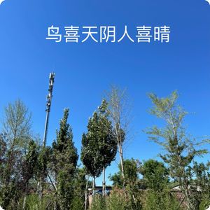 鸟喜天阴人喜晴｜观鸟小百科：鸟是怎么来的？