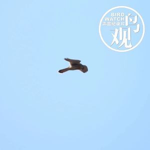 北海寻鸫（二）：乌鸦爱古建 | 观鸟者的短板