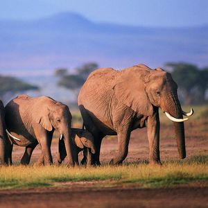 识知更新：何为”野生动物“？