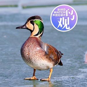 候雁北日观雁鸭迁徙之二：众里寻他千百度 | 只因脸色太炫目