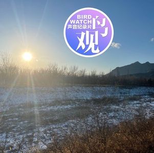 寒风刺骨冷｜观鸟在延庆