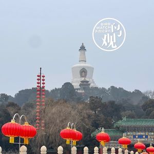 北海寻鸫(一）：野保走心 | 手风琴声悠扬