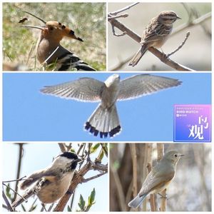 奥林匹克森林公园：静心观鸟 | 安享春色