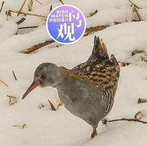70集小结：顶风冒雪终有报 |为爱付出不辞劳