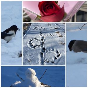 情人节：童话世界里观鸟