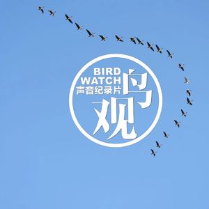 播客集锦：征鸟厉疾 | 没有一只鸟是平凡的（2）