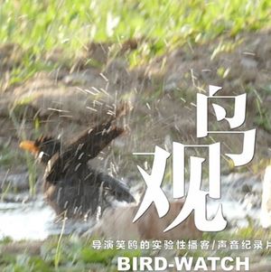 假期就近观鸟：给个水坑就灿烂