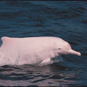 世界海豚日特别节目：海上大熊猫——中华白海豚