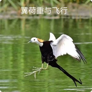 三宝鸟观察：喂食驱赶忙不停｜观鸟小百科：翼荷重与飞行