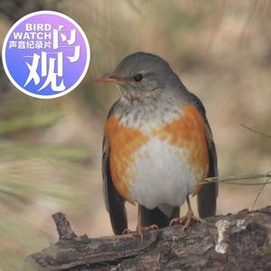 五鸫齐聚闹新春｜虎年大吉｜北海寻春终篇