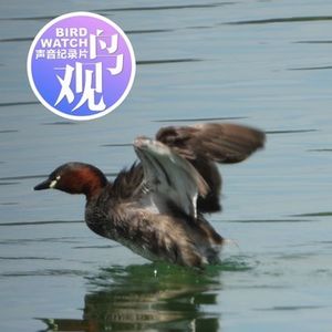 小䴙䴘：有水就有我，春日需放歌