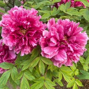 国家植物园观鸟：牡丹正争艳，燕子已衔泥