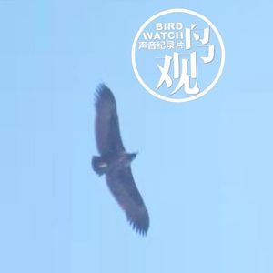 大寒三候：鸡乳 | 征鸟厉疾 | 水泽腹坚