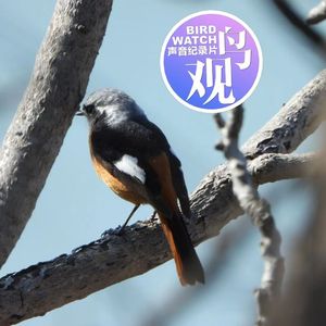观鸟必备宝典