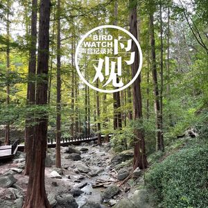 雨后林中观鸟：寻找与偶遇