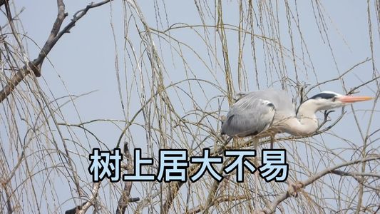 粉丝回馈视频｜树上居/ 大不易