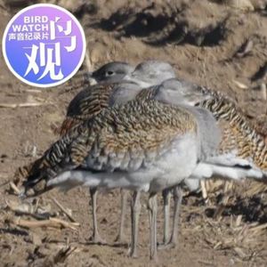 大鸨观察:醒来妻不见,失魂心凄然;安之等夫寻,黄昏终团圆