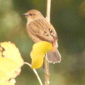 驯化、驯养、笼养；食用、役使、欣赏？人类该如何考虑鸟类的福祉？