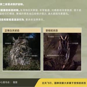 保护为心，换得长耳鸮安睡| 施救得法，助鸟儿度过危难
