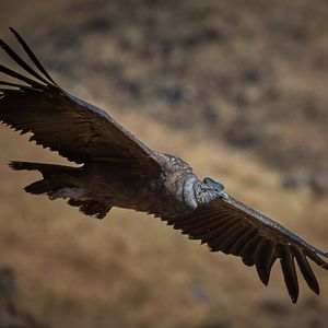 大兀鹰：百鸟之王，世界上最大的猛禽 厄瓜多尔的国鸟