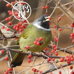 不亦悦乎|领雀嘴鹎如约而至