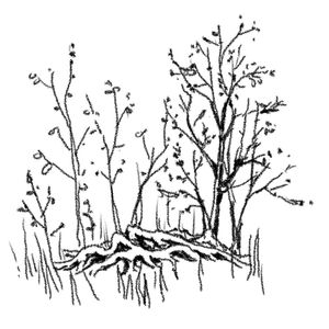 117 城市演化论 (37) 千城一面的形态分析