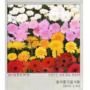 NO.7 花开了,Bigbang终于回归了!