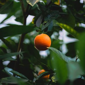 Bodhi：一个怪人做了一个协议，想解决一个天大的问题 E26