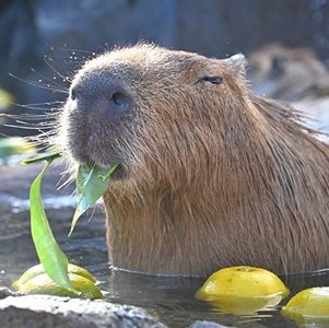 歇斯底里or自我压抑？速学情绪管理三境界做情绪的河豚人