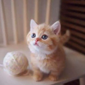 vol 110 我家十三为啥是“电视迷”？