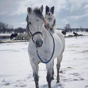 vol 106 “跨物种友情”是真纯还是塑料花？