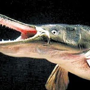 vol 112 鳄雀鳝是“福鳄”还是人祸？