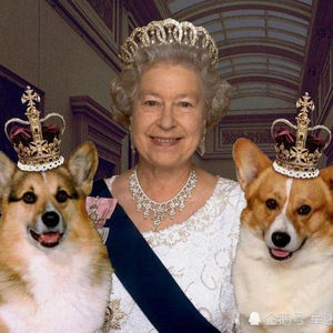 vol 115 女王、柯基和她的衣橱