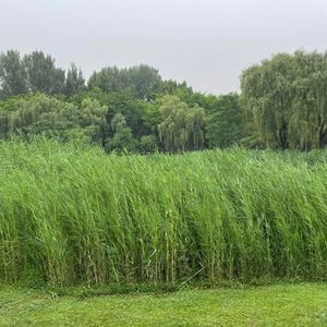 15.“关中方言”中的历史与语言在时间里的变化