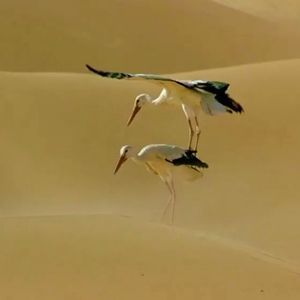 城市中触手可及的自然声音！迁徙的鸟&跨越时空的中国飞鸟