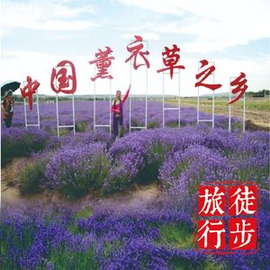 新疆旅行D5：这竟然是中国薰衣草之乡？