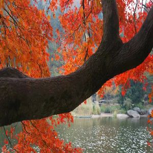 邂逅庐山秋景之美