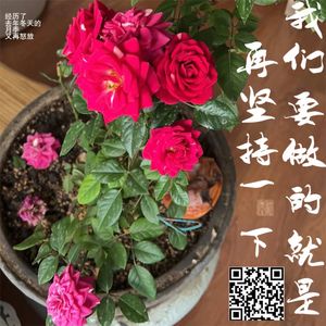 018我们要做的就是再坚持一下 | 经历了去年冬天的月季又再怒放