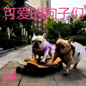 可爱的狗子们