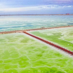 425、讲讲盐湖股份与藏格矿业