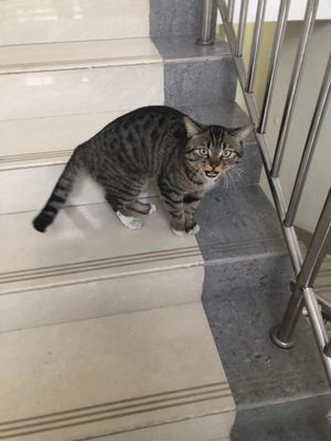 071 如果你没有收养那只流浪猫，不用怀疑自己没责任感
