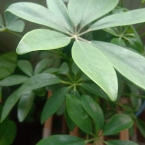 Spring is a time for gardening