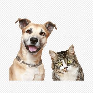 To choose Cat or Dog?