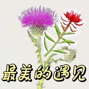 86 当奶蓟草遇上了仙赐草